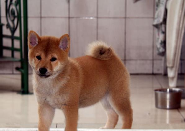 上海犬舍出售纯种柴犬幼犬领养宠物狗哪里有狗