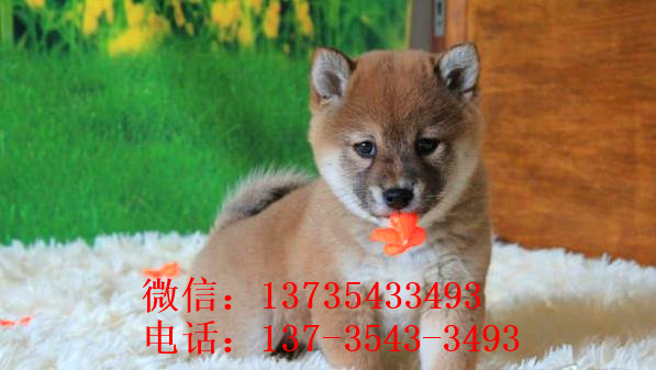 济南犬舍出售纯种柴犬幼犬领养宠物狗哪里有狗市场买狗卖狗