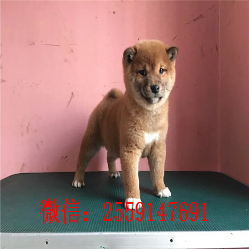 深圳哪里卖柴犬 深圳柴犬多少钱一只 深圳哪里