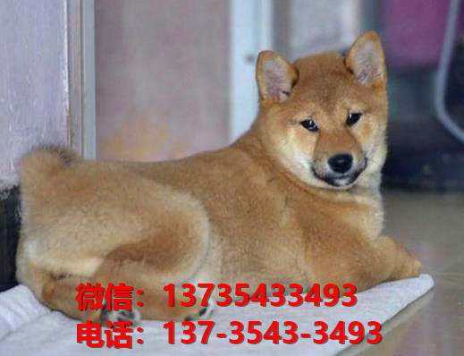 重庆宠物狗狗犬舍出售纯种柴犬幼犬宠物狗市场在哪里买狗哪里有狗卖