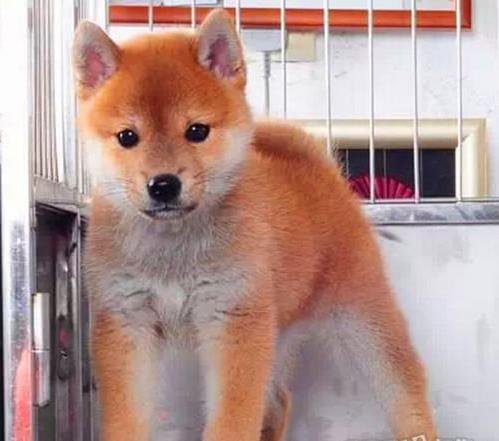 重庆宠物狗狗犬舍出售纯种柴犬幼犬宠物狗市场