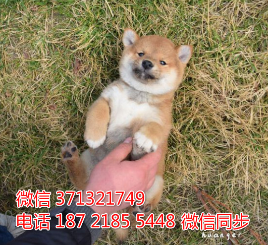 上海特惠柴犬犬出售纯种幼犬 上海出售领养狗