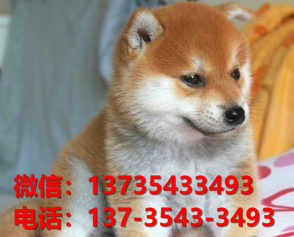 上海宠物狗犬舍出售纯种柴犬正宗豆柴幼犬短毛小型犬宠物狗市场在哪里卖狗