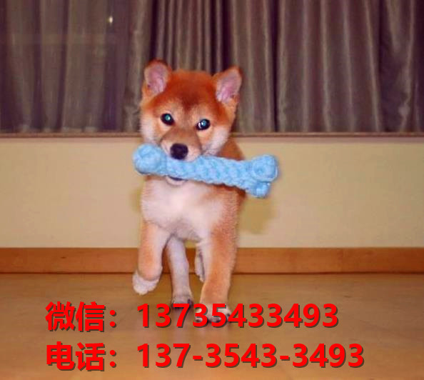 重庆宠物狗狗犬舍出售纯种柴犬幼犬宠物狗市场在哪里买狗哪里有狗卖