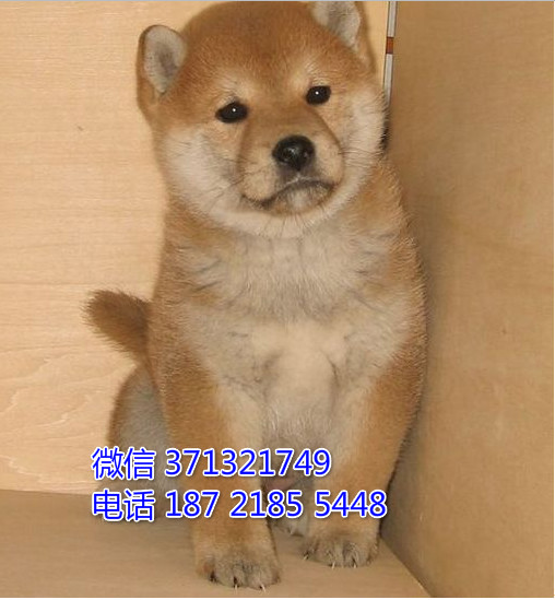 武汉宠物 柴犬犬纯种幼犬 武汉本地繁殖 武汉