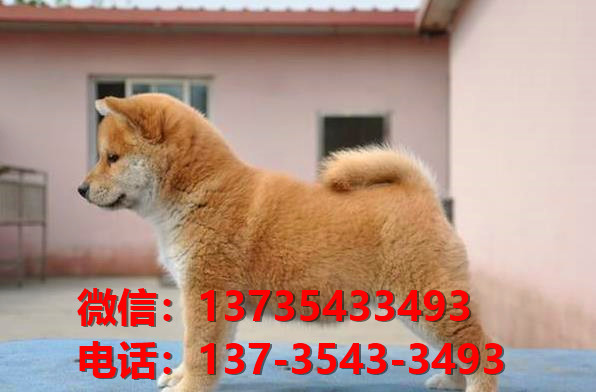 纯种柴犬出售深圳犬舍宠物狗市场在哪里卖狗哪