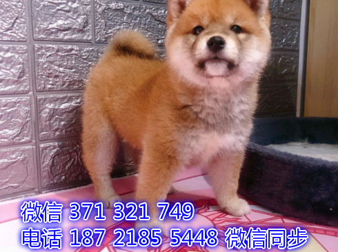 重庆宠物狗狗 柴犬出售纯种 重庆狗狗 特价促销