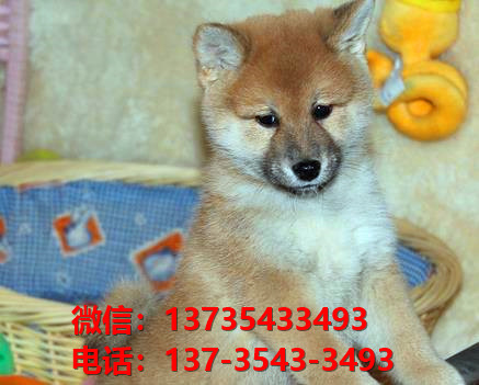 纯种柴犬豆柴出售 济南宠物狗犬舍哪里有狗市场买狗卖狗网上哪里有宠物领养