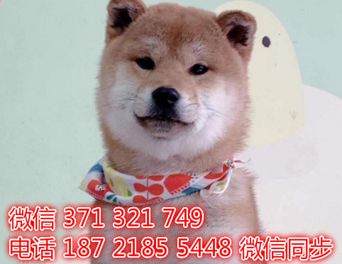 重庆宠物狗狗 柴犬出售纯种 重庆狗狗 特价促