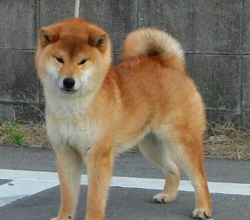 武汉宠物狗市场在哪有正宗柴犬出售犬舍卖狗买