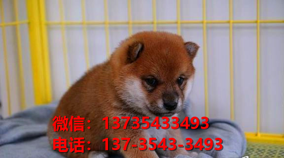 重庆宠物狗狗犬舍出售纯种柴犬幼犬短毛豆柴活体卖狗地方在狗市场