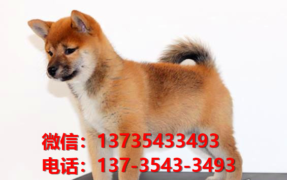 重庆宠物狗狗犬舍出售纯种柴犬幼犬短毛豆柴活体卖狗地方在狗市场