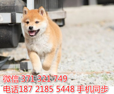  特惠大柴犬纯种幼犬出售 支持上门支持空运汽运准