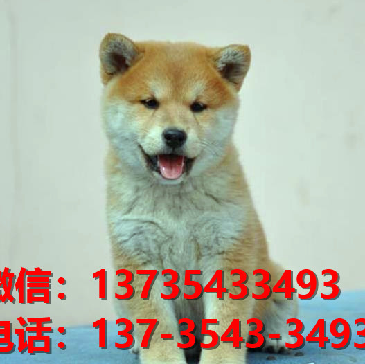 青岛宠物狗狗犬舍出售纯种柴犬幼犬短毛豆柴活