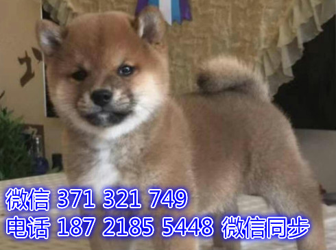 深圳宠物狗狗柴犬出售幼犬 全国可以发货源