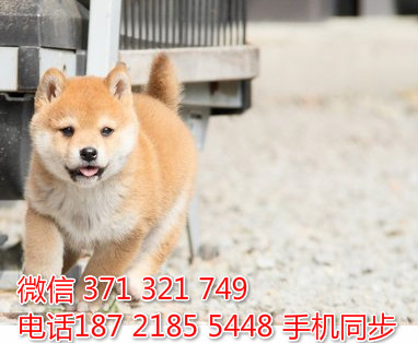  特惠大柴犬纯种幼犬出售 支持上门支持空运汽