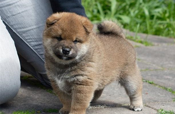 云南地区哪里能买到纯种高品质柴犬 思茅哪里