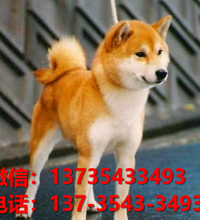 武汉宠物狗狗犬舍出售纯种柴犬幼犬短毛豆柴活