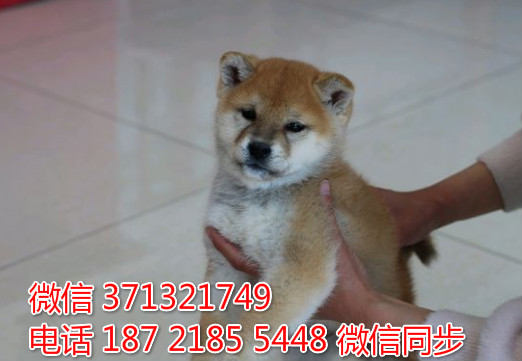 特价 柴犬出售纯种幼犬 专业繁殖专业发货 可