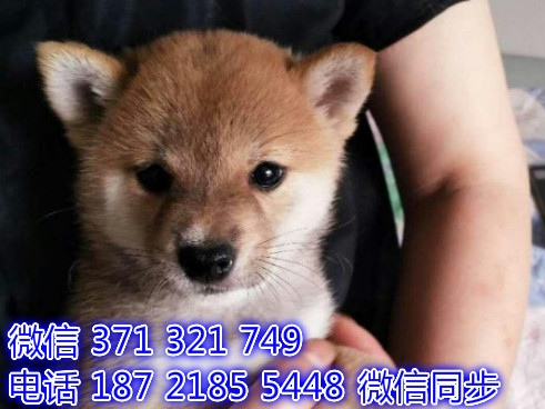 上海宠物狗狗柴犬出售幼犬 全国可以发货谀
