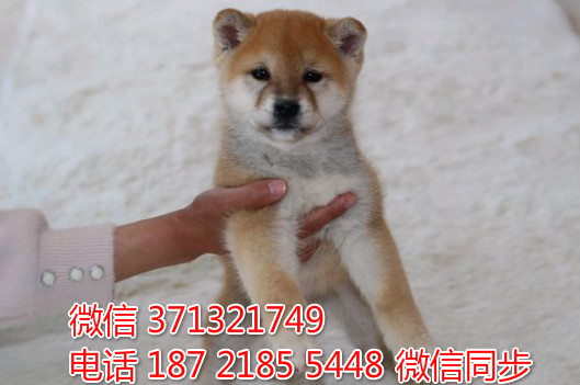 特价 柴犬出售纯种幼犬 专业繁殖专业发货 可上门看丛