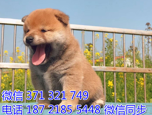 柴犬纯种幼犬出售，犬舍直销柴犬 犬舍狗场宠物