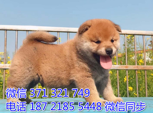 柴犬纯种幼犬出售，犬舍直销柴犬 犬舍狗场宠物狗驶