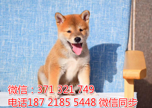 柴犬出售 宠物狗狗  宠物市场 狗狗图片 买卖狗狗尘