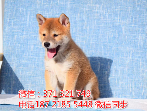 柴犬出售 宠物狗狗  宠物市场 狗狗图片 买卖狗狗尘