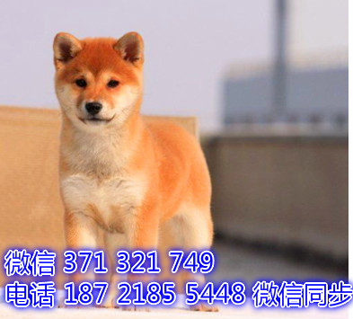 柴犬宠物买卖 宠物市场 宠物狗狗图片宠物网 