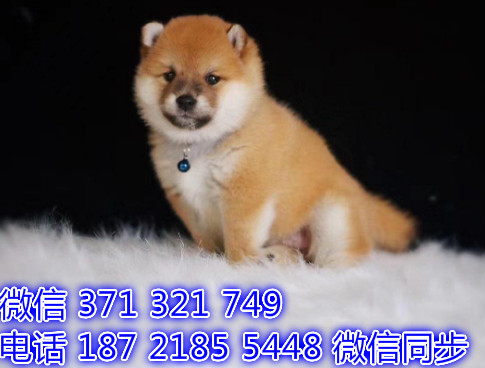 犬舍直销，哪里有宠物柴犬 ，精品小型中型大型犬狗狗守