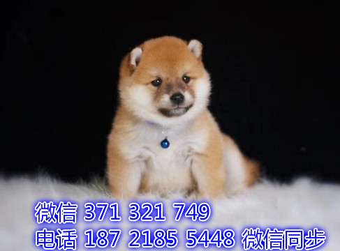 犬舍直销，哪里有宠物柴犬 ，精品小型中型大型犬