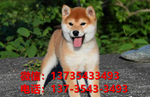 莆田宠物狗狗犬舍出售纯种柴犬幼犬卖狗买狗地