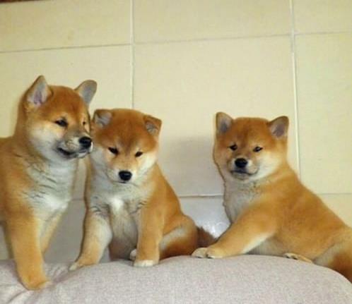 禄丰县哪里买柴犬 云南狗狗基地买柴犬