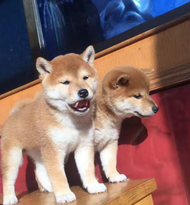 达州买柴犬 养犬场常年出售小柴犬