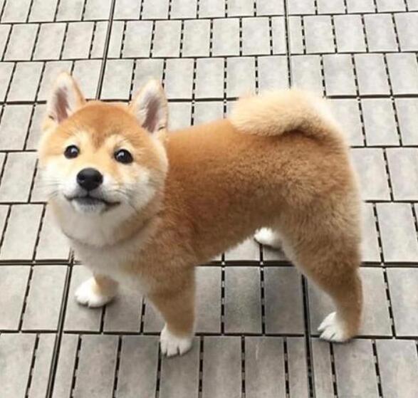 玉溪卖柴犬玉溪买柴犬小狗纯种柴犬幼犬