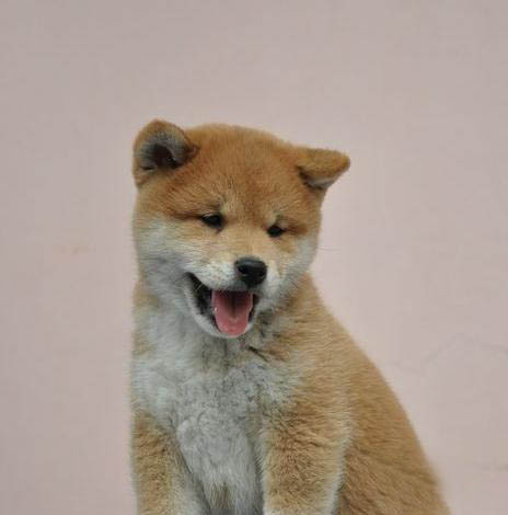 广州买狗 广州哪里有买狗靠谱 柴犬一只多少钱