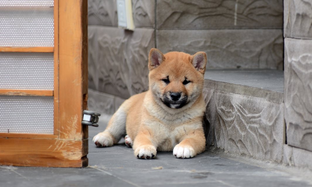 天津哪里能买到纯种柴犬 柴犬哪里的好 柴犬多少钱 柴犬小体的
