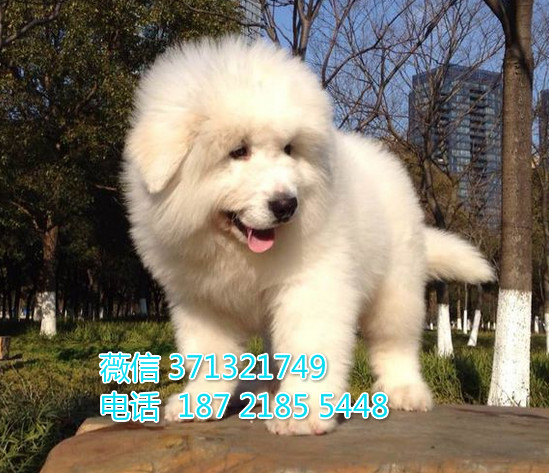 巨型犬大白熊狗狗，长毛巨型犬一窝 可以自取 长