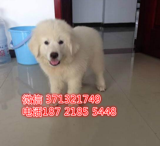 大白熊犬出售纯种，南京大白熊犬出售，南京犬舍 南京狗场