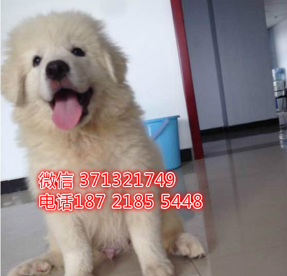 大白熊犬出售纯种，厦门犬舍 厦门宠物店 出售 大型 巨型犬狗狗