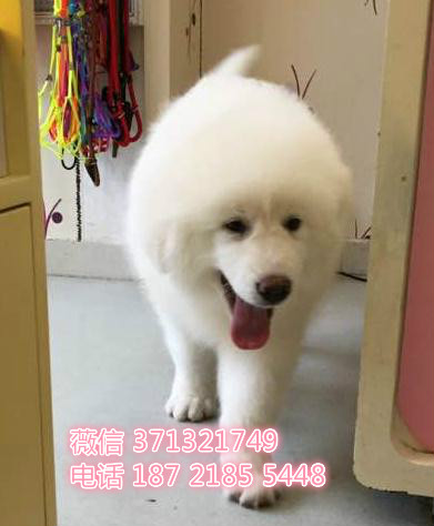 大白熊犬纯种 南京基地直销 南京本地大型犬 