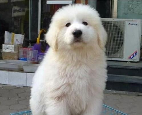 沈阳宠物狗狗出售纯种大白熊犬狗狗领养犬舍