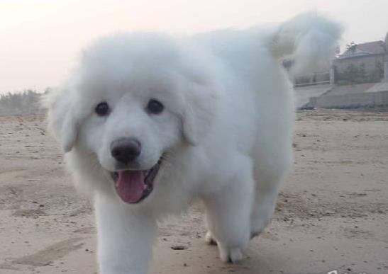 上海宠物狗狗犬舍出售大白熊犬好不好养 狗市场在哪卖狗