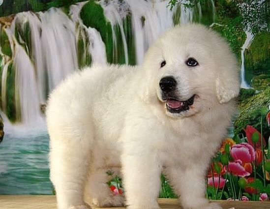 西安宠物狗狗犬舍出售大白熊犬好不好养 狗市
