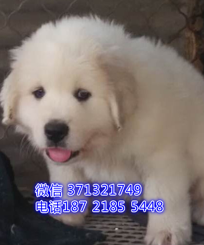 天津狗狗 大白熊犬出售 天津特价犬舍 全国发