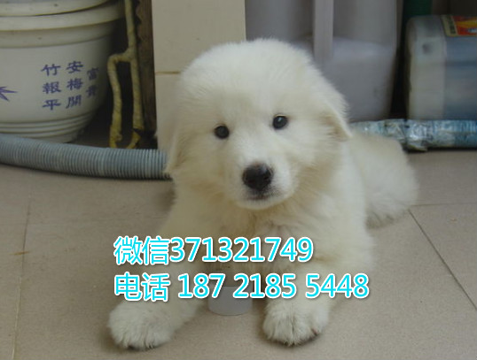 上海狗狗 出售大白熊犬幼犬 上海特价宠物 特