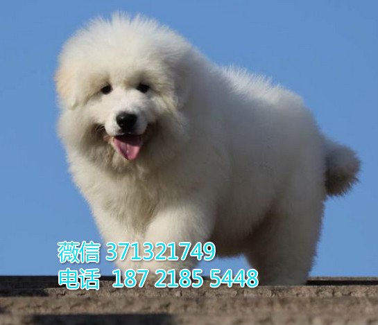 沈阳狗狗 大白熊出售纯种幼犬 特价宠物狗狗