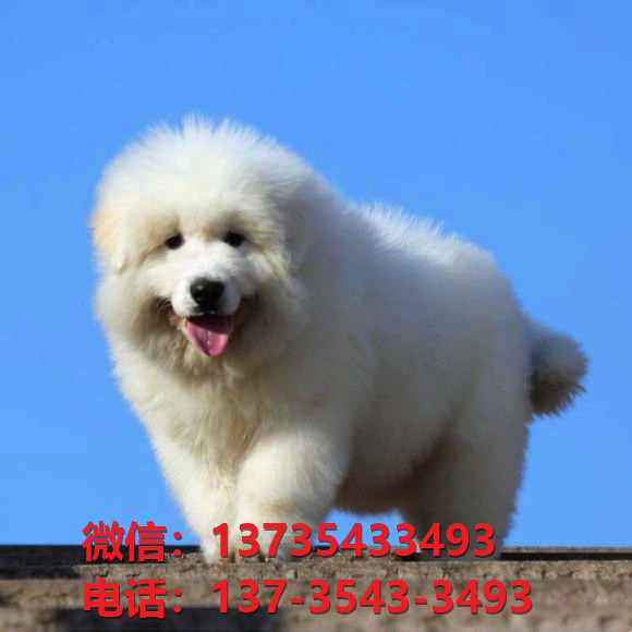 重庆犬舍出售纯种大白熊犬 大白熊幼犬哪里有