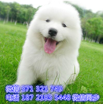 天津全国发货 大白熊犬出售幼犬 天津宠物狗狗